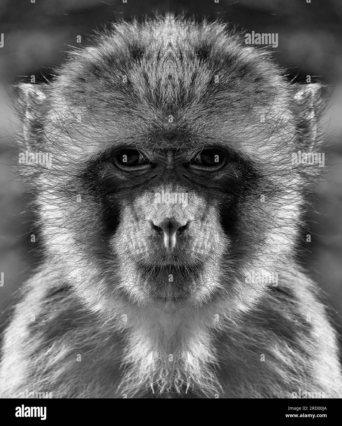Monkey eyes Black and White Stock Photos & Images - Alamy