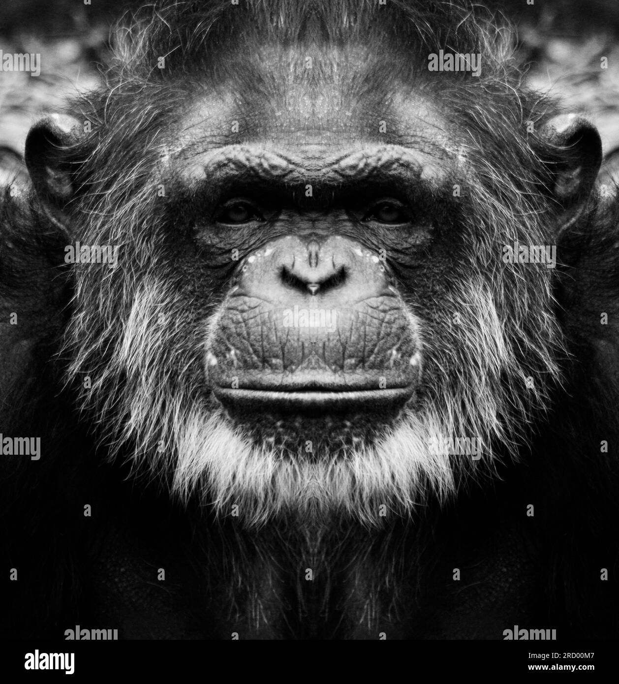 chimpanzee-strength
