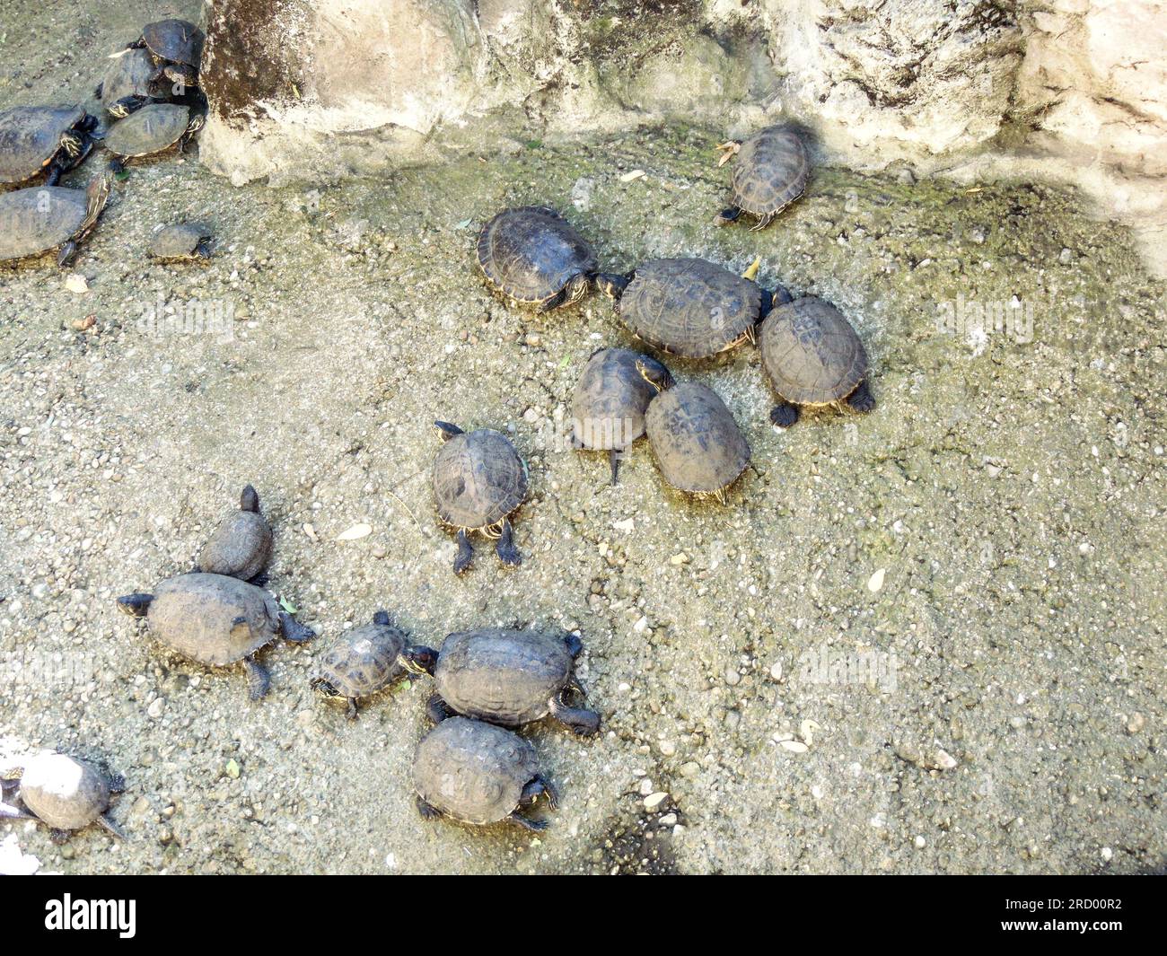 Turtles at the zoo in Romania Stock Photo Alamy