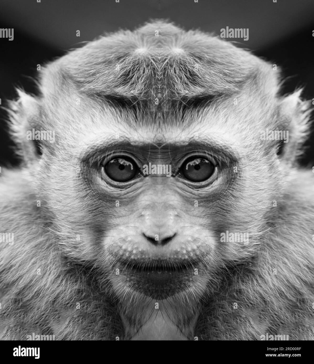 A beautiful black and white portrait of a monkey at close range that looks at the camera. Macaca. Stock Photo