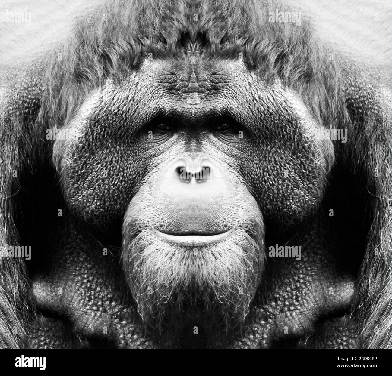 A beautiful black and white portrait of a monkey at close range that looks at the camera. Orangutan. Stock Photo