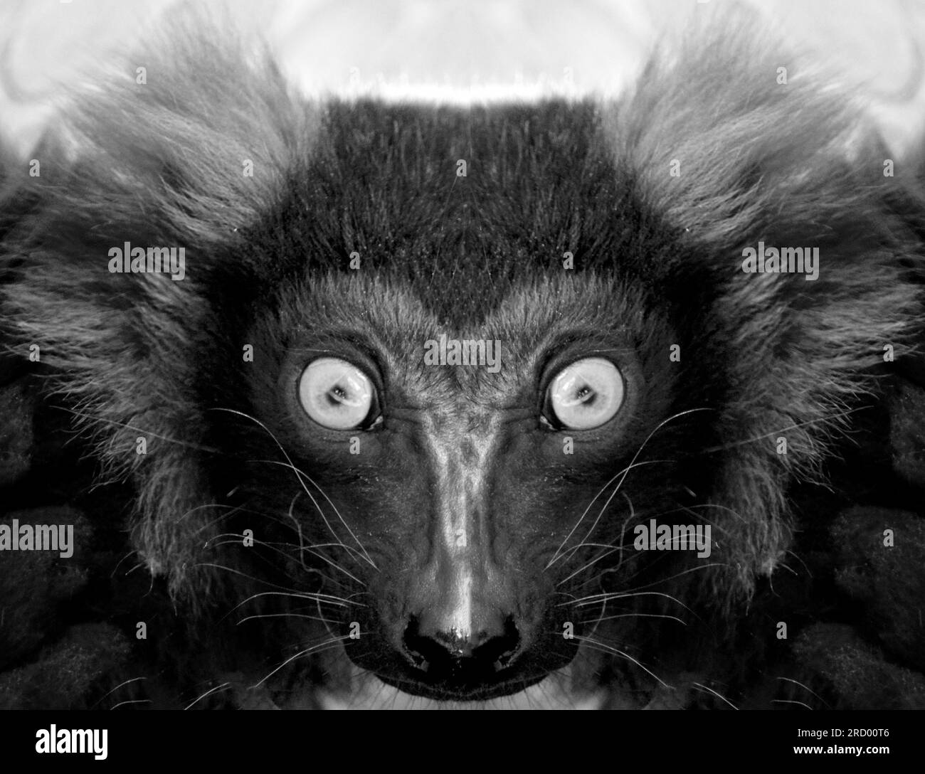 A beautiful black and white portrait of a monkey at close range that looks at the camera. Lemur. Stock Photo