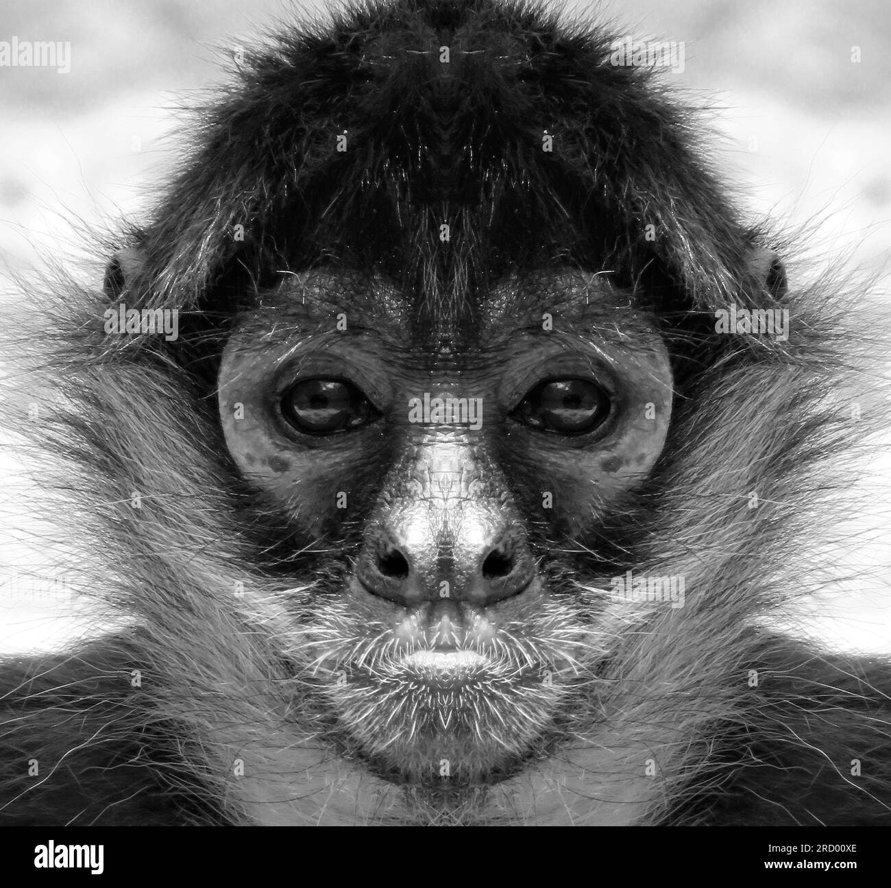 A beautiful black and white portrait of a monkey at close range that looks at the camera. spider monkeys. Stock Photo