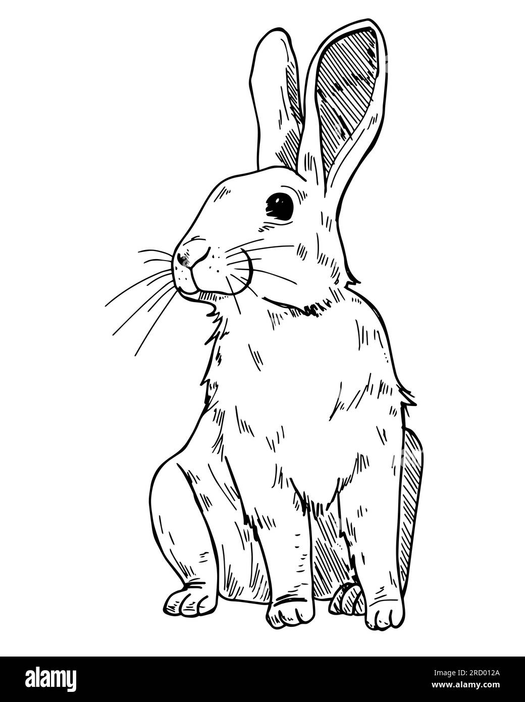 'Hop into Fun: Unleash Creativity with this Colorless Rabbit Image for Kids to Color! ?? #KidsColoring #ColoringFun #CreativityUnleashed' Stock Photo