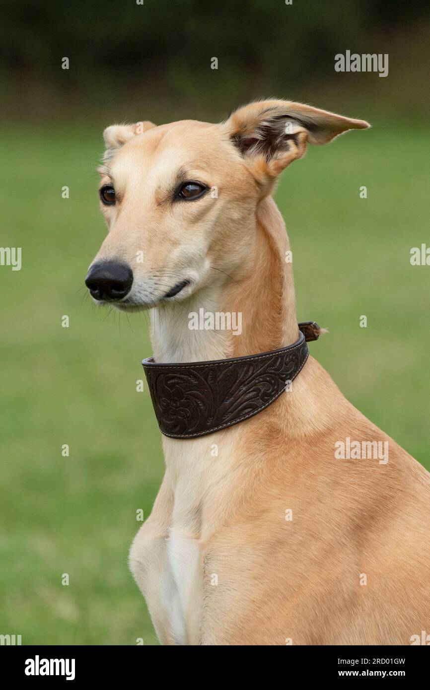 Tan lurcher sales