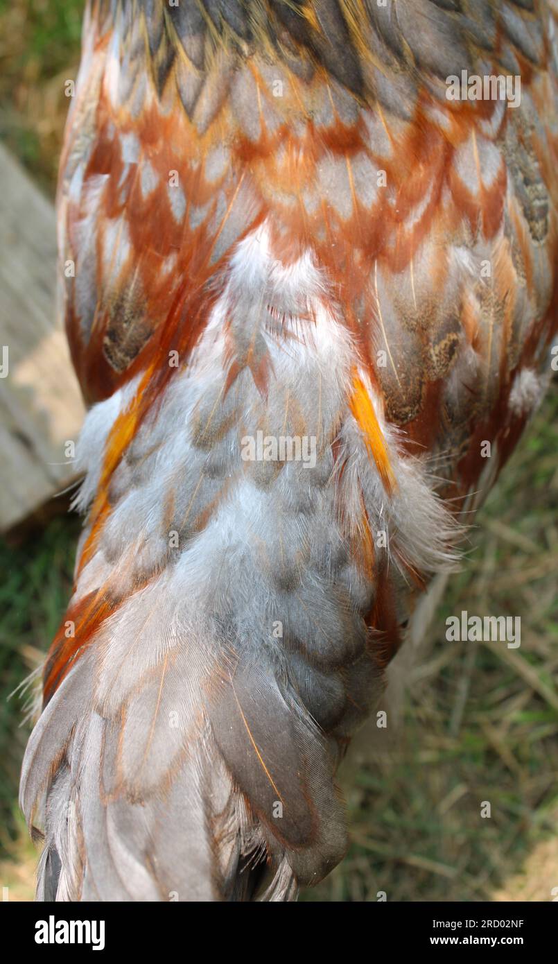 Long Pointed Orange Saddle Feathers Coming in on a Young Rooster's Back  Stock Photo - Alamy