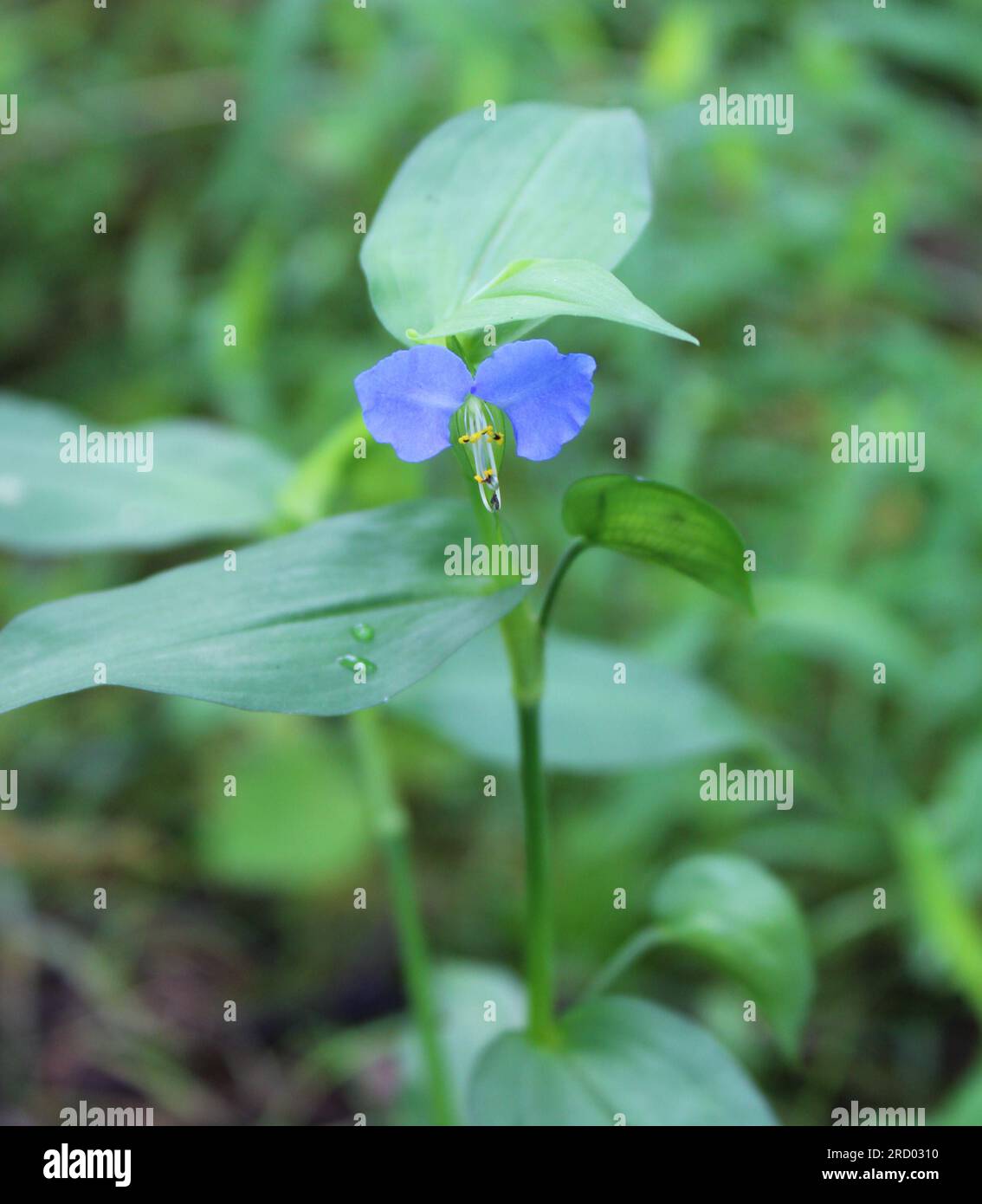 A Single Blue Bloom on an Asiatic Dayflower Plant Stock Photo