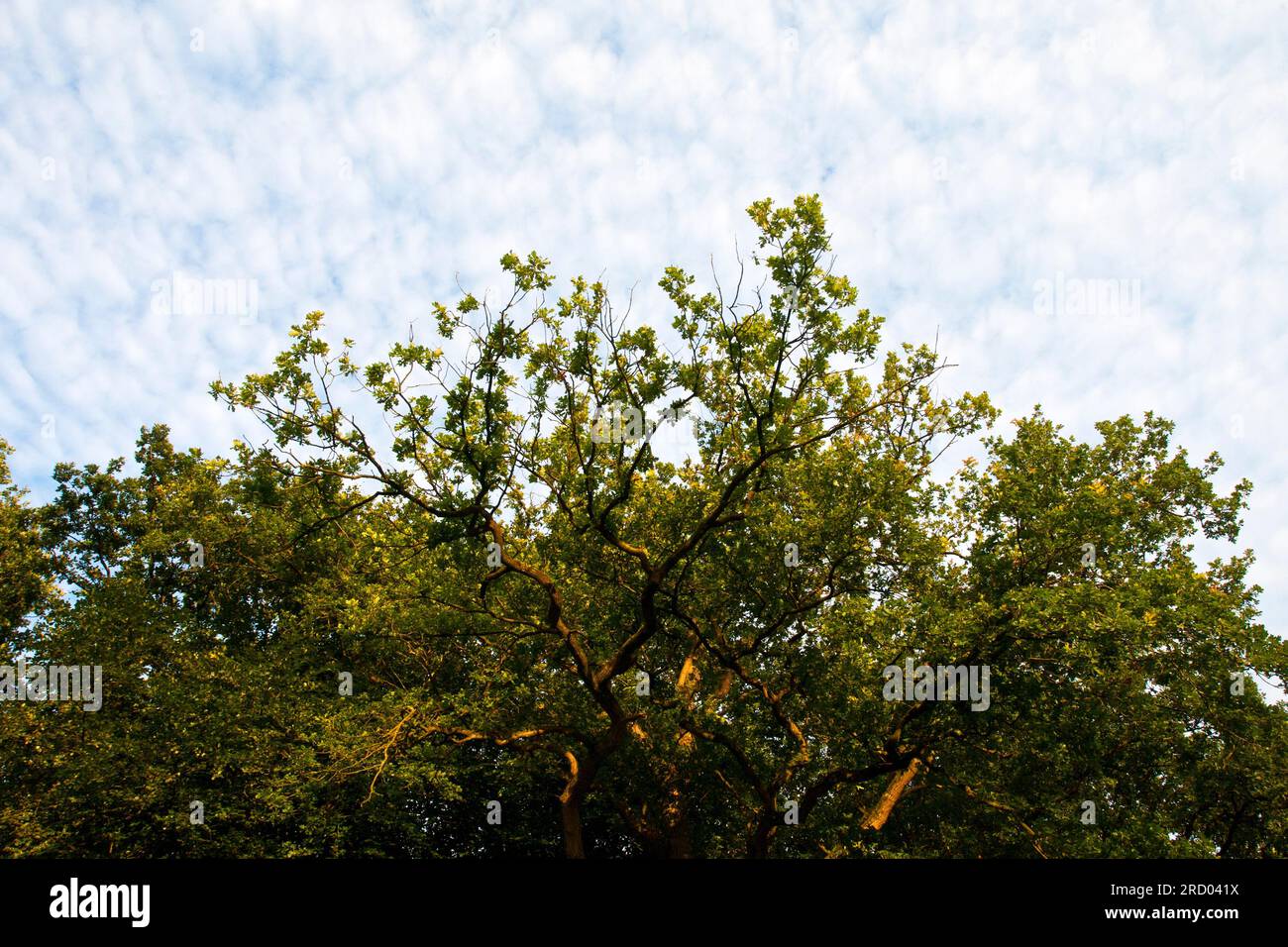 Springendal hi-res stock photography and images - Alamy
