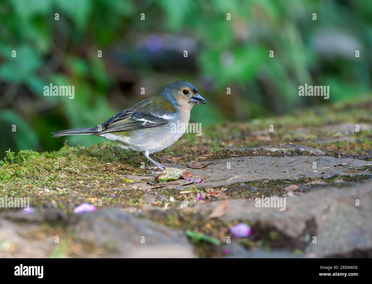 Male Madeira Chaffinch (Fringilla coelebs maderensis), an island ...