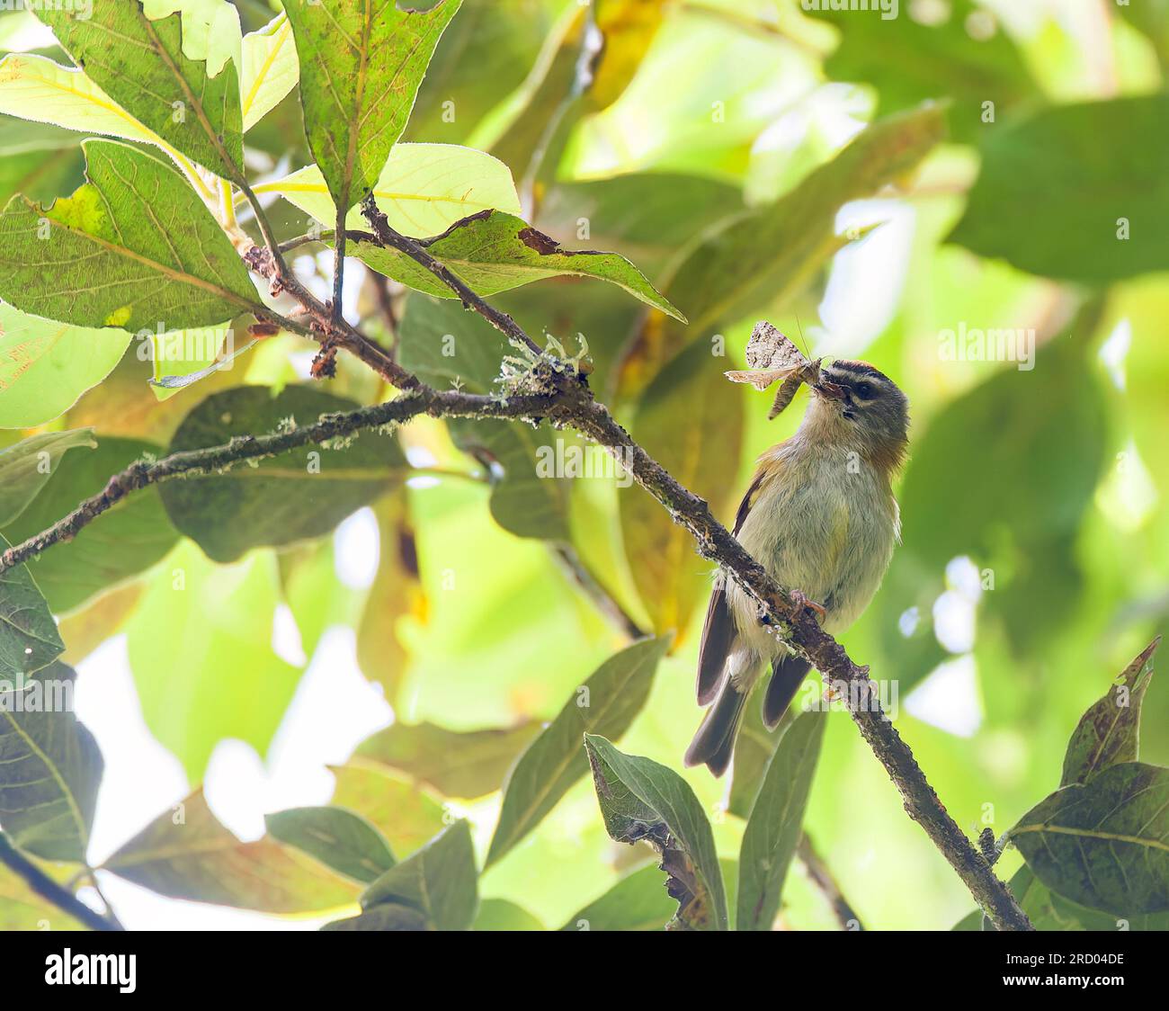 Endemic Madeira Firecrest, Regulus madeirensis, in Laurel forest on the island Madeira, Portugal. Stock Photo