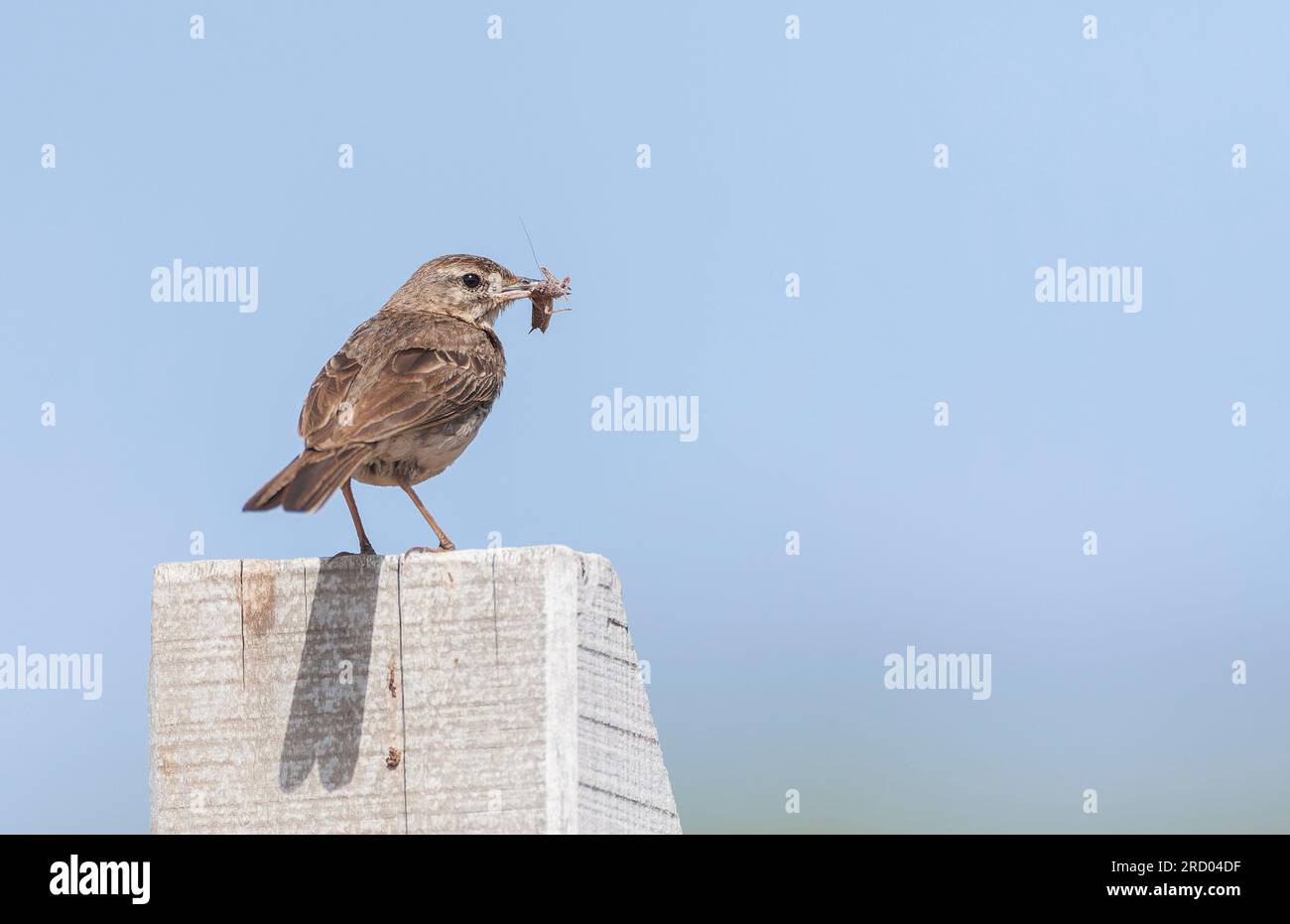 Berthelot's Pipit, Anthus berthelotii madeirensis, on Madeira. Stock Photo