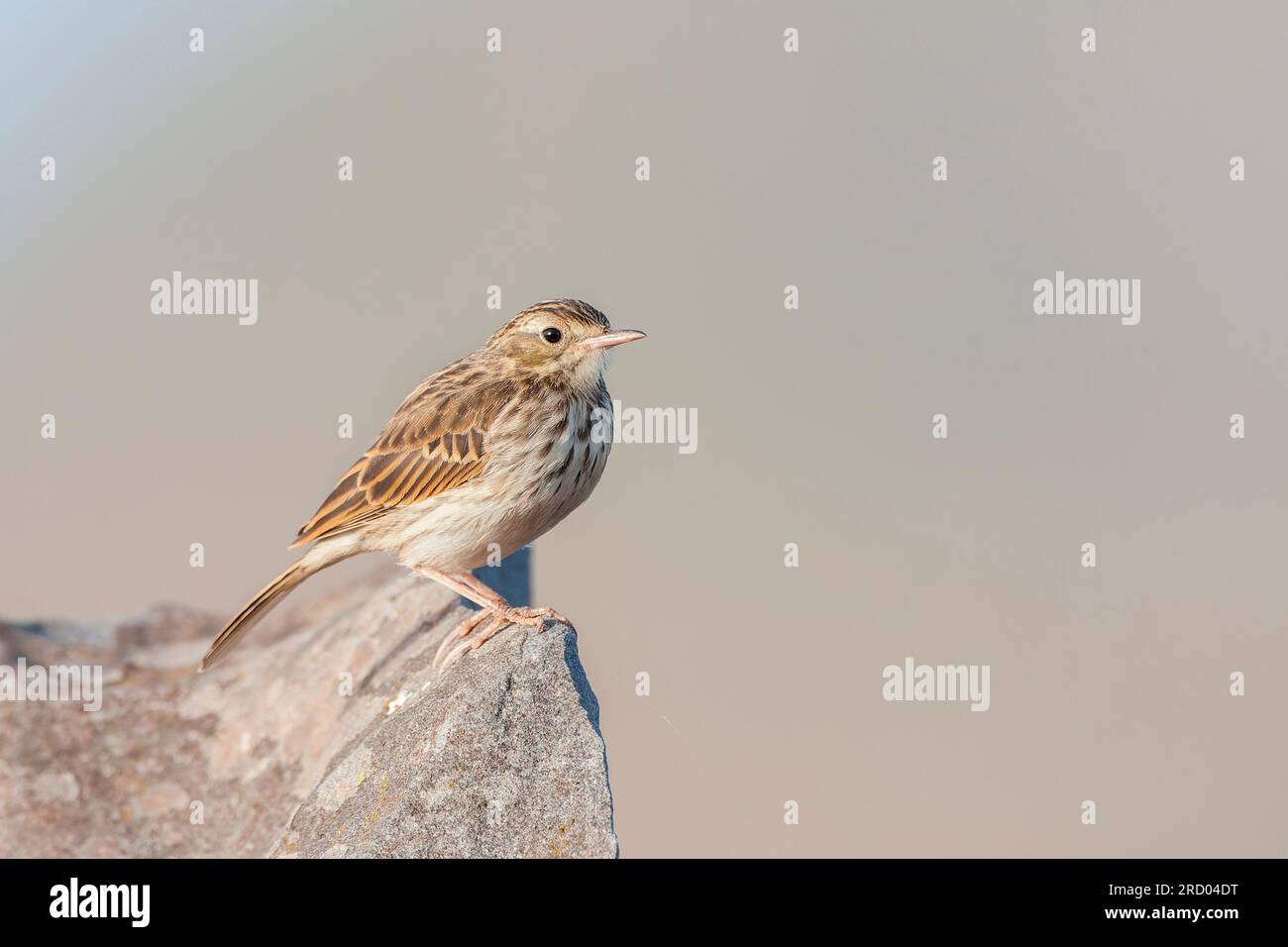 Berthelot's Pipit, Anthus berthelotii madeirensis, on Madeira. Stock Photo