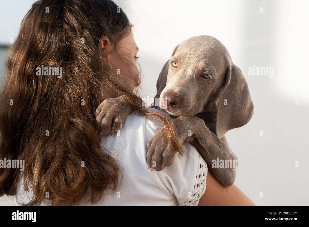 Weimaraner puppy peeking over his owner's shoulder. Girl holding her puppy in her arms. Animal welfare Stock Photo