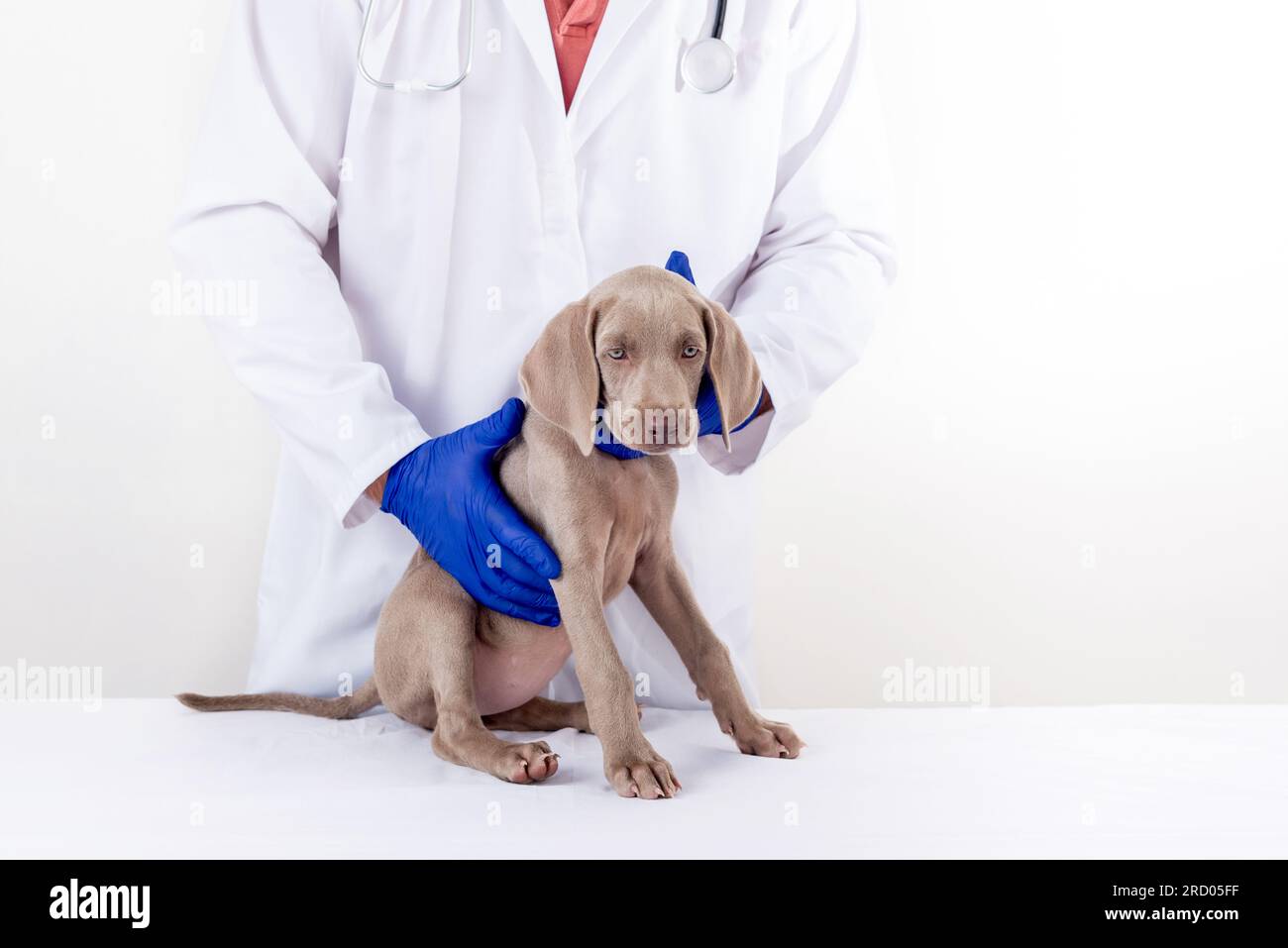 Weimaraner puppy sitting on the care table at a veterinary center