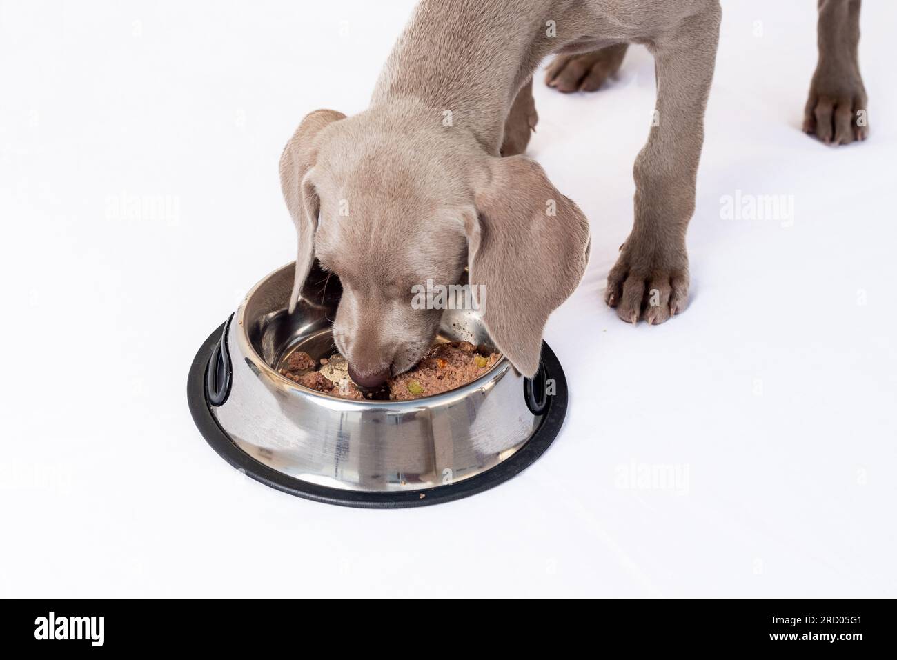 Hungry Weimaraner puppy eating at its feeder on white background. Healthy feeding of dogs and domestic pets Stock Photo