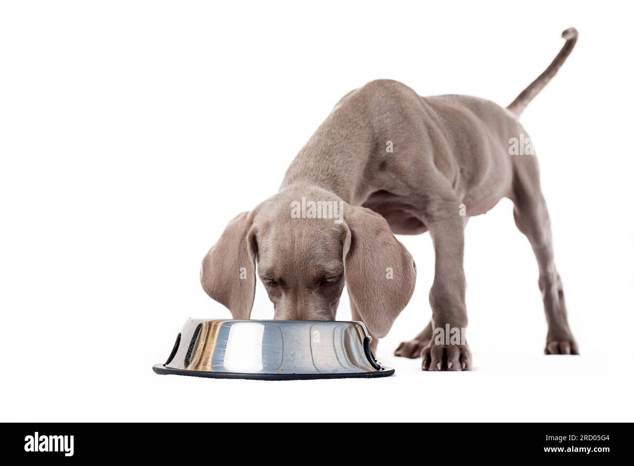 Hungry Weimaraner puppy eating at its feeder on white background. Healthy feeding of dogs and domestic pets Stock Photo