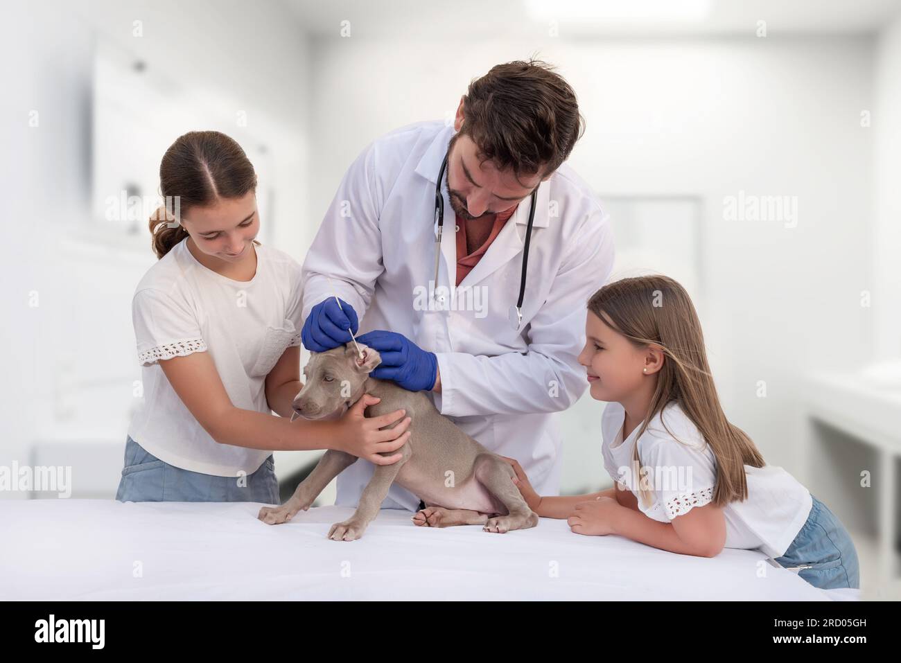 Two girls go to the vet with their Weimaraner puppy to have his ears