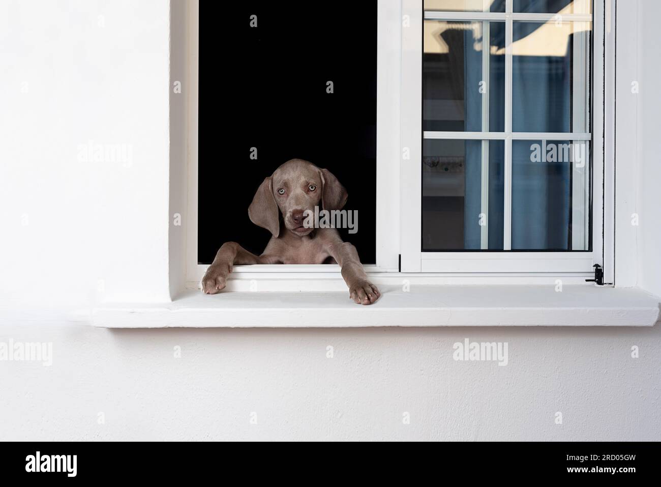 A cute Weimaraner puppy peeking through a window Stock Photo