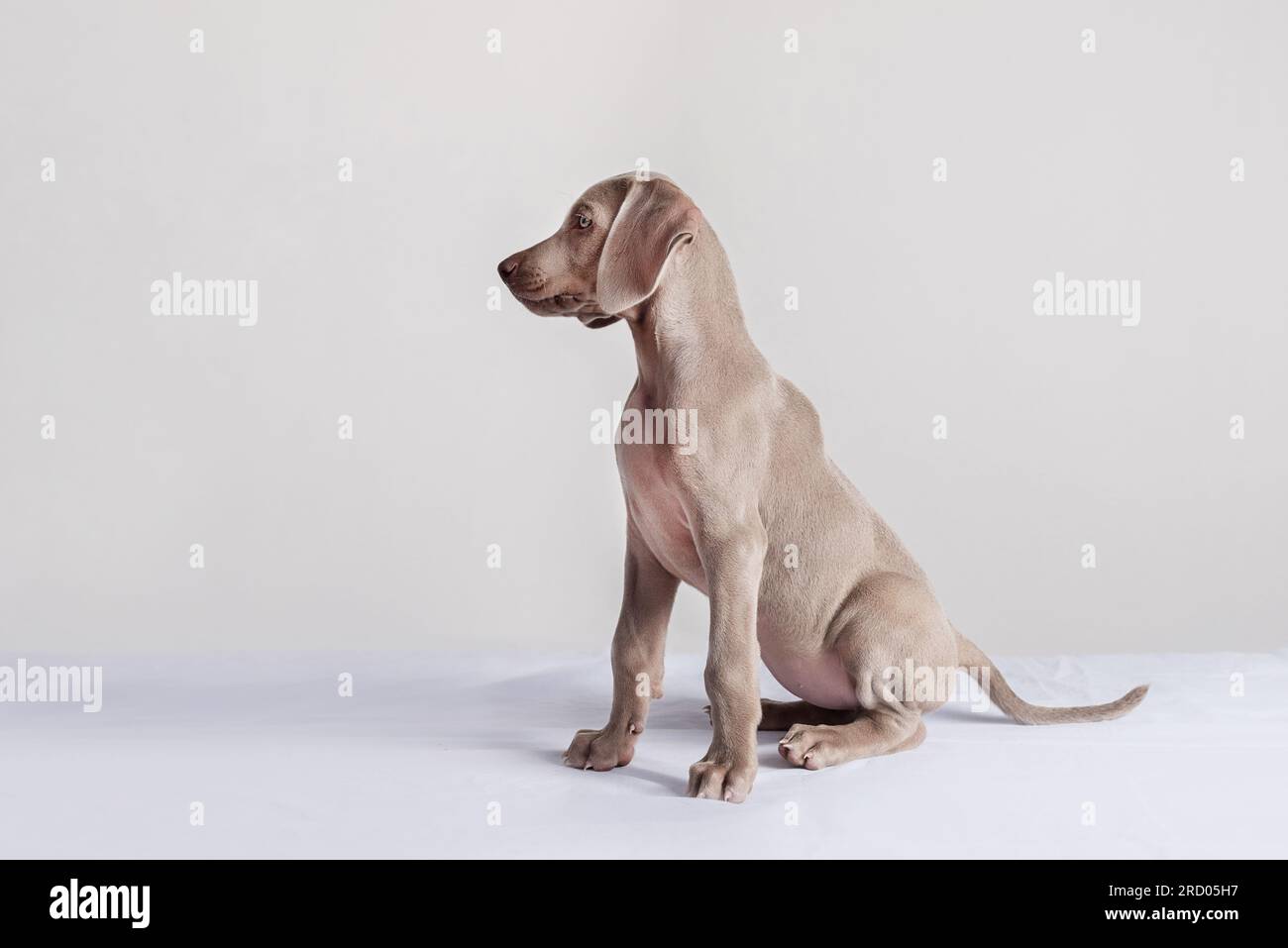 Weimaraner puppy sitting and looking to the side. Pedigree dogs Stock Photo