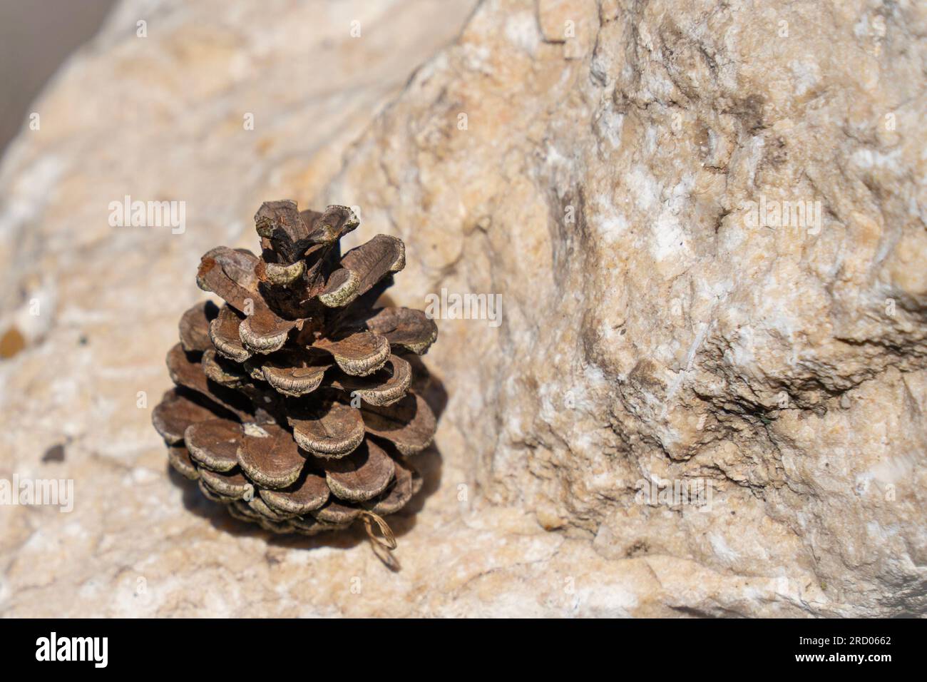Pine cone on a rock in the summer sun Stock Photo
