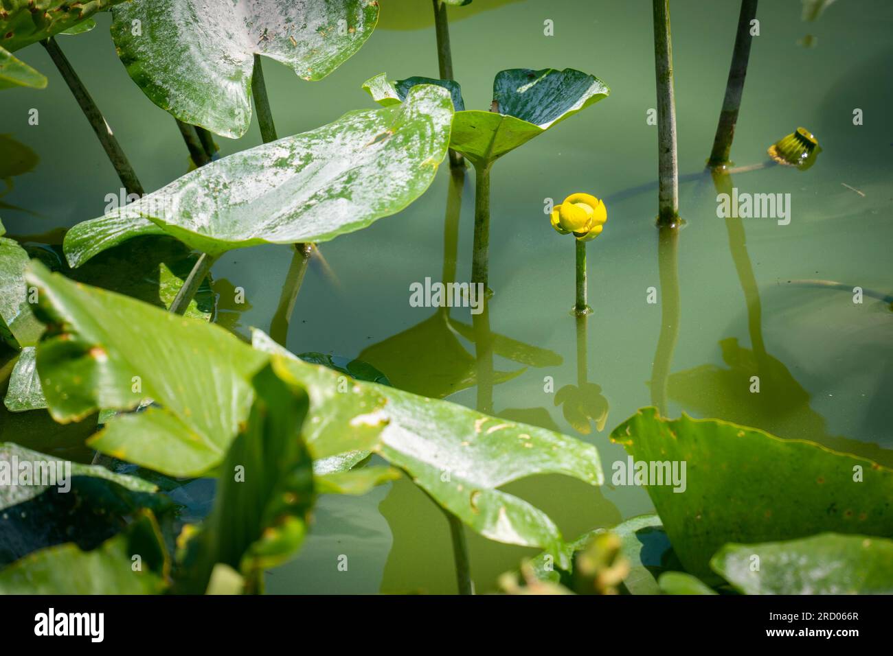 Nuphar lutea. Yellow flower on the surface of the water. Stock Photo