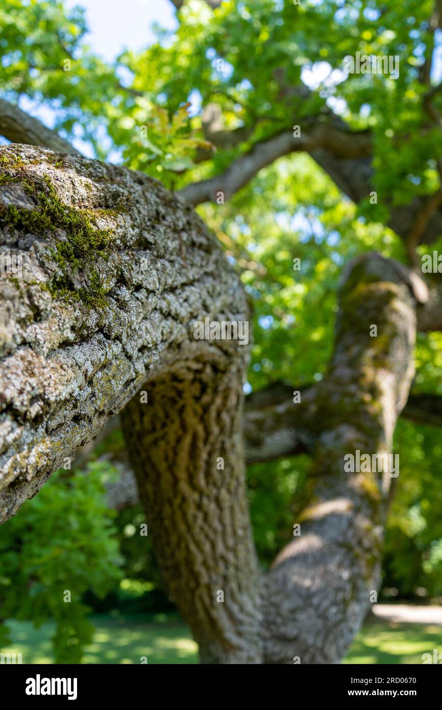 Crooked branch and bark of a large old oak tree (Quercus) in summer Stock Photo