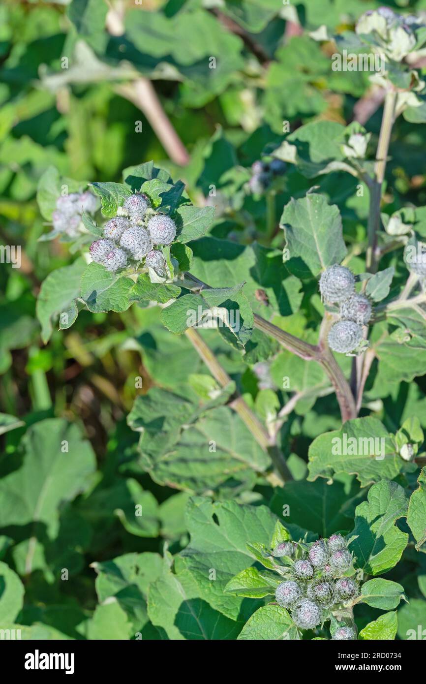 Flower buds of burdock, Arctium Stock Photo