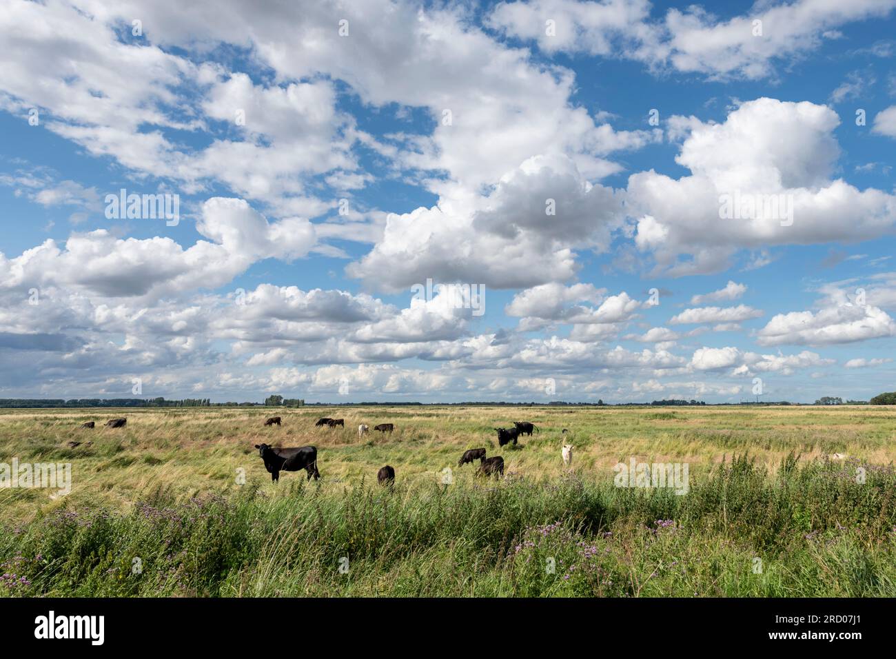 Holme Fen, Cambridgeshire, UK. 17th July, 2023. Cows graze in a field in the flat fen landscape as rain clouds scud across the big skies. The UK weather continues with rain showers and blustery conditions. Credit: Julian Eales/Alamy Live News Stock Photo