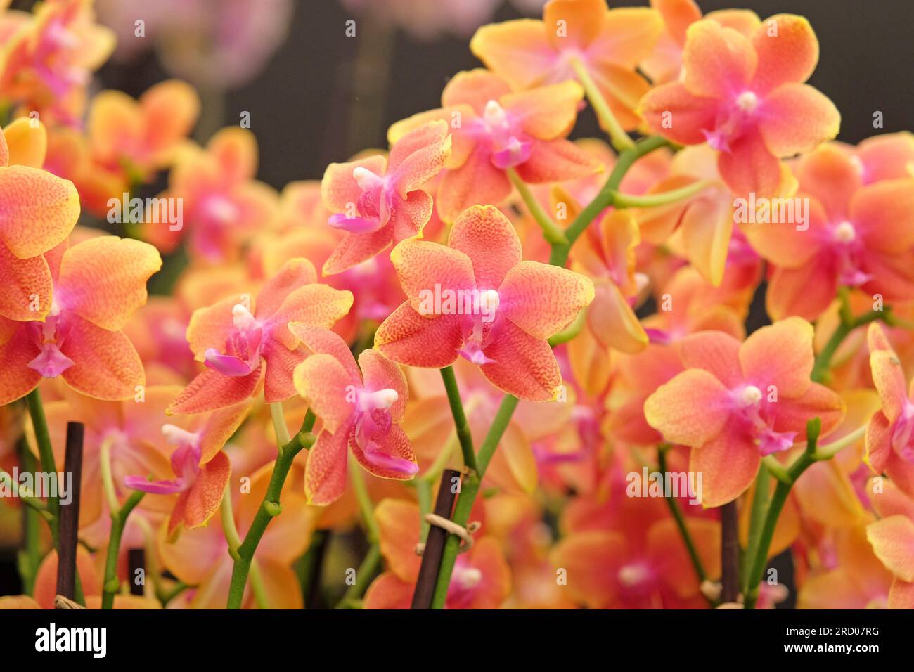 Phalaenopsis boguetto moth orchid in flower. Stock Photo