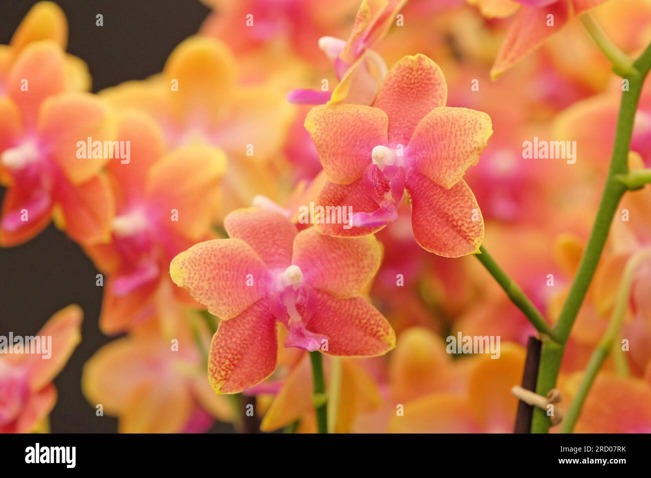 Phalaenopsis boguetto moth orchid in flower. Stock Photo