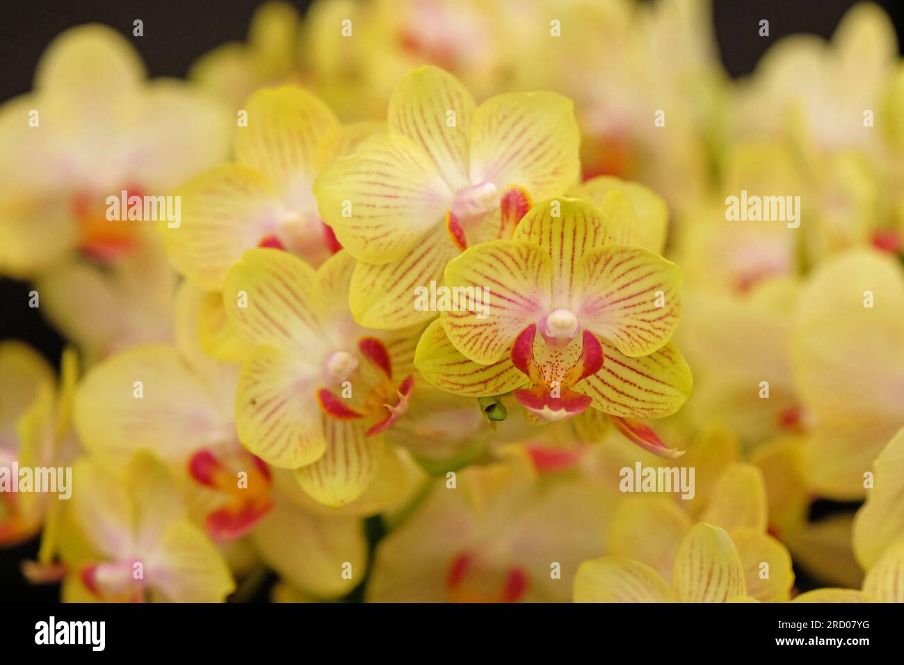 Phalaenopsis Gold Staff moth orchid in flower. Stock Photo