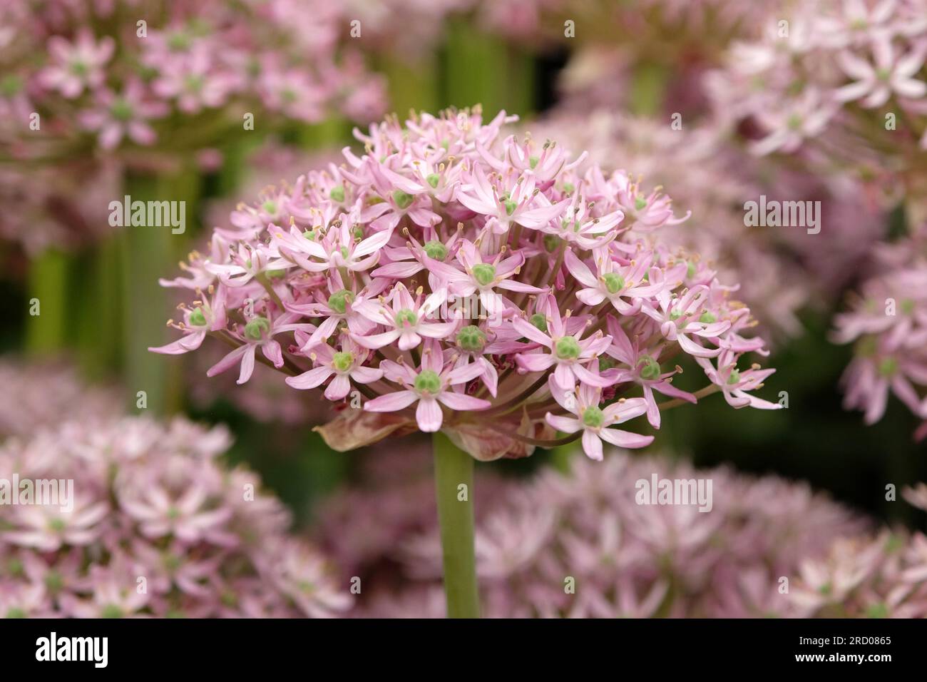 Allium 'Pink Jewel' in flower. Stock Photo