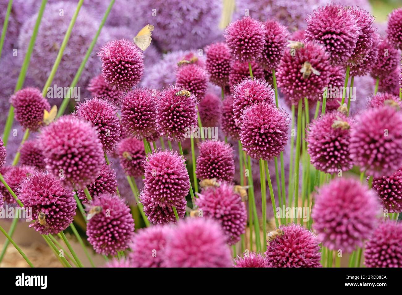 Purple Allium sphaerocephalon in flower Stock Photo