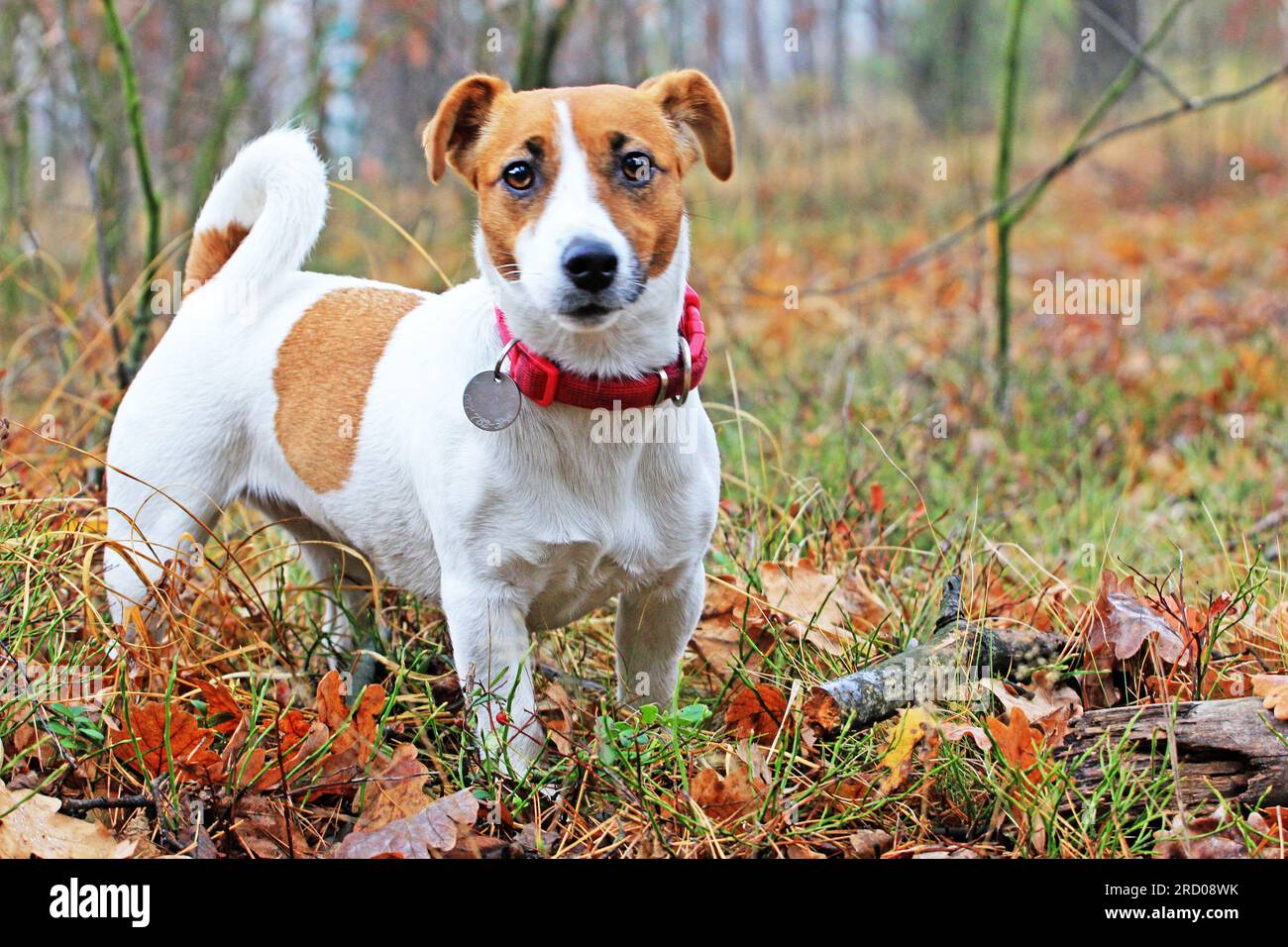 happy jack russell terrier stopped and looks in the eyes on a