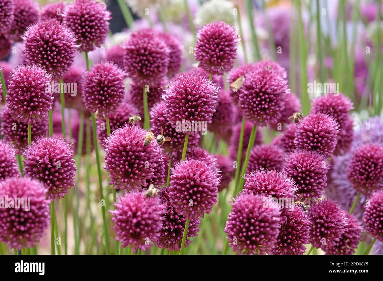 Purple Allium sphaerocephalon in flower Stock Photo