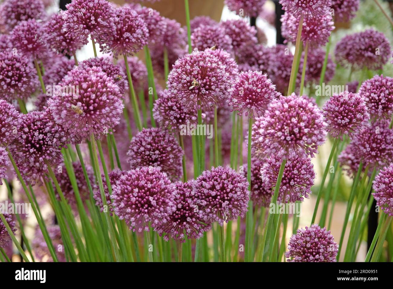 Allium ampeloprasum 'Purple Mystery' in flower Stock Photo