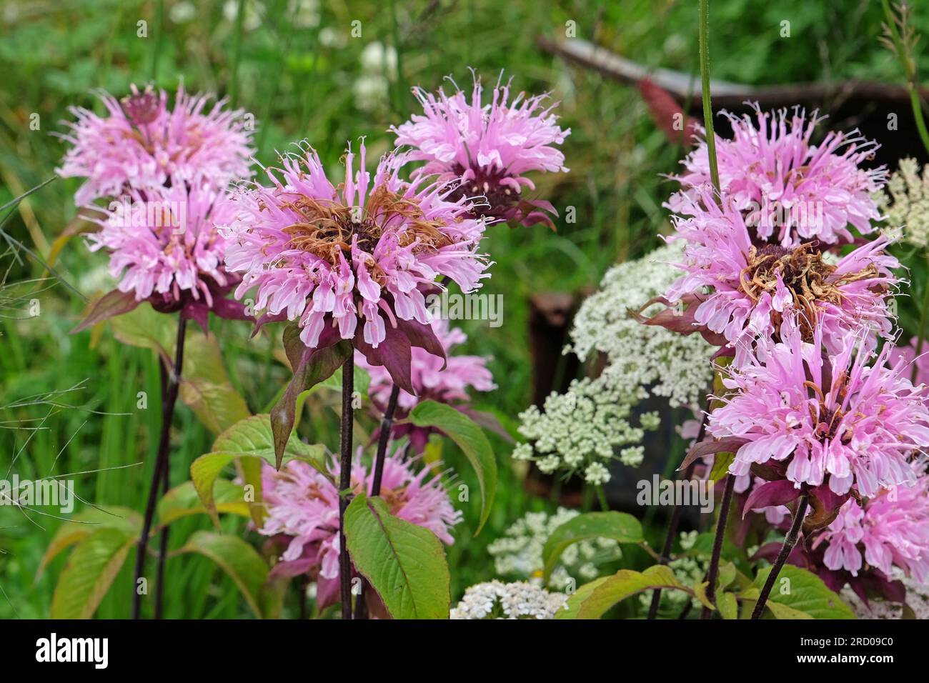 Wild bergamot bee balm in flower. Stock Photo