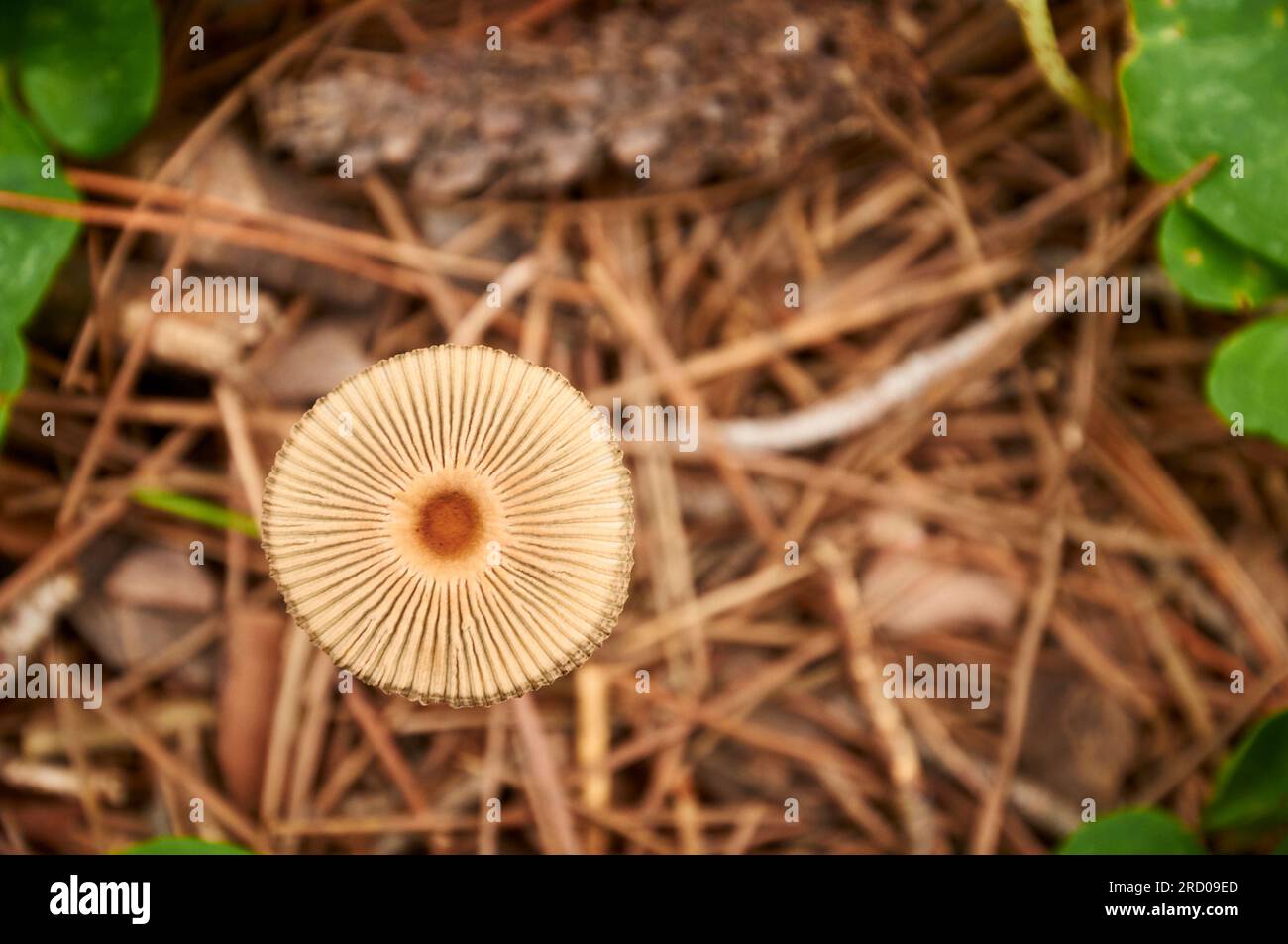 Close-up from above of a goldenhaired inkcap (Parasola auricoma) mushroom with pine needles (Xaló, Marina Alta, Alicante, Valencian Community, Spain) Stock Photo