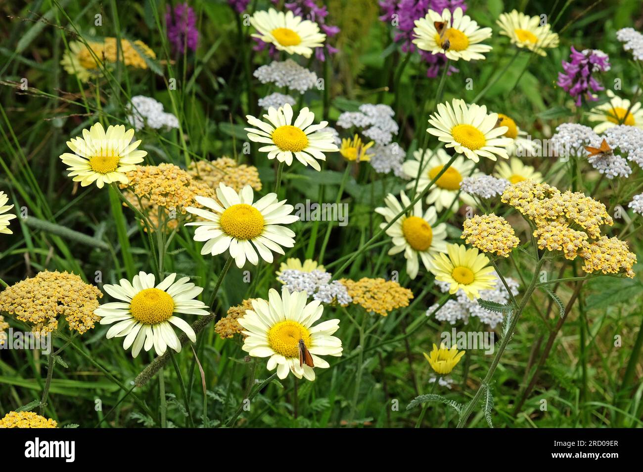 Anthemis tinctoria ÕSauce Hollandaise' daisy in flower. Stock Photo