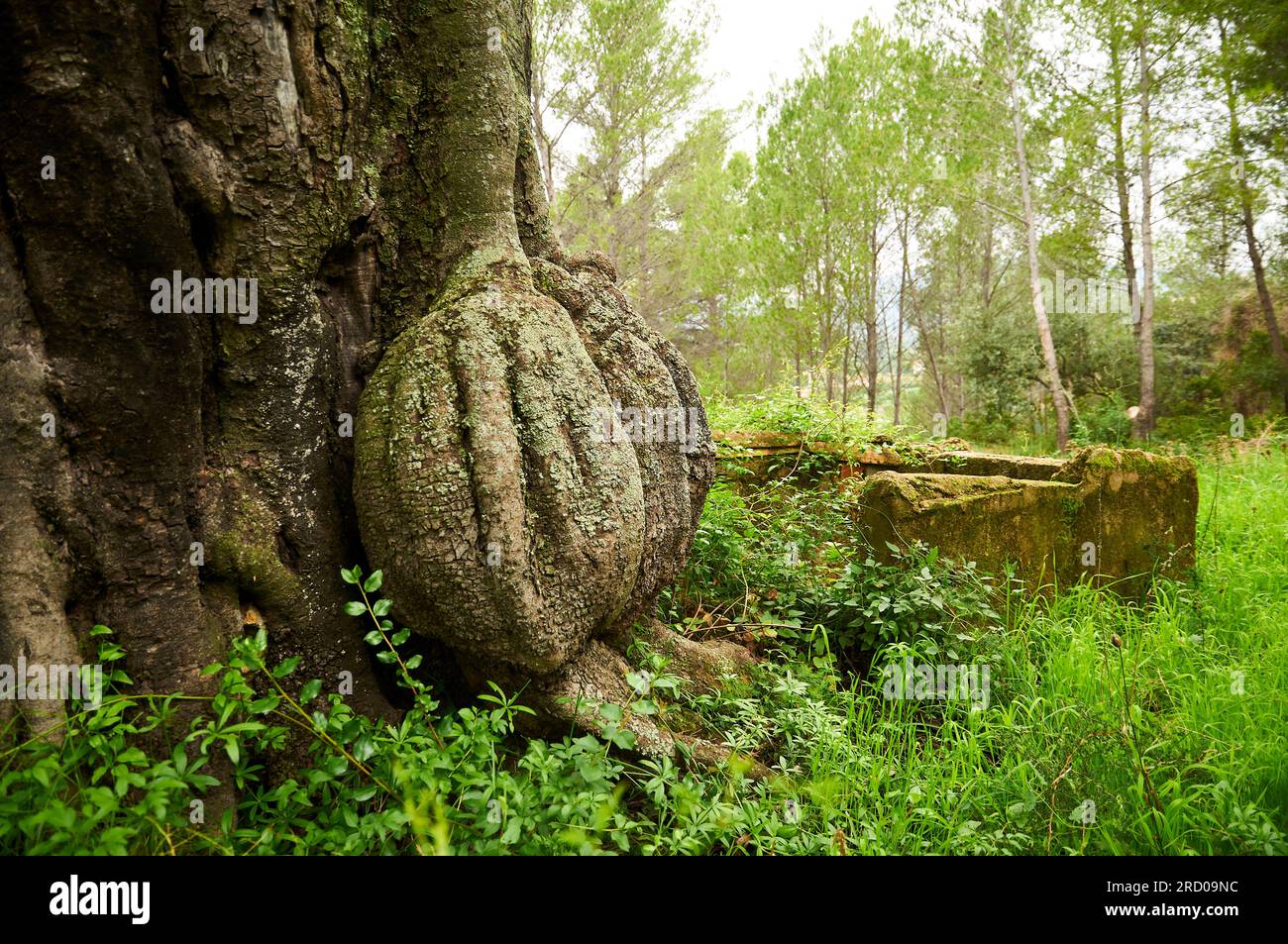 Carob tree ceratonia siliqua hires stock photography and images Alamy
