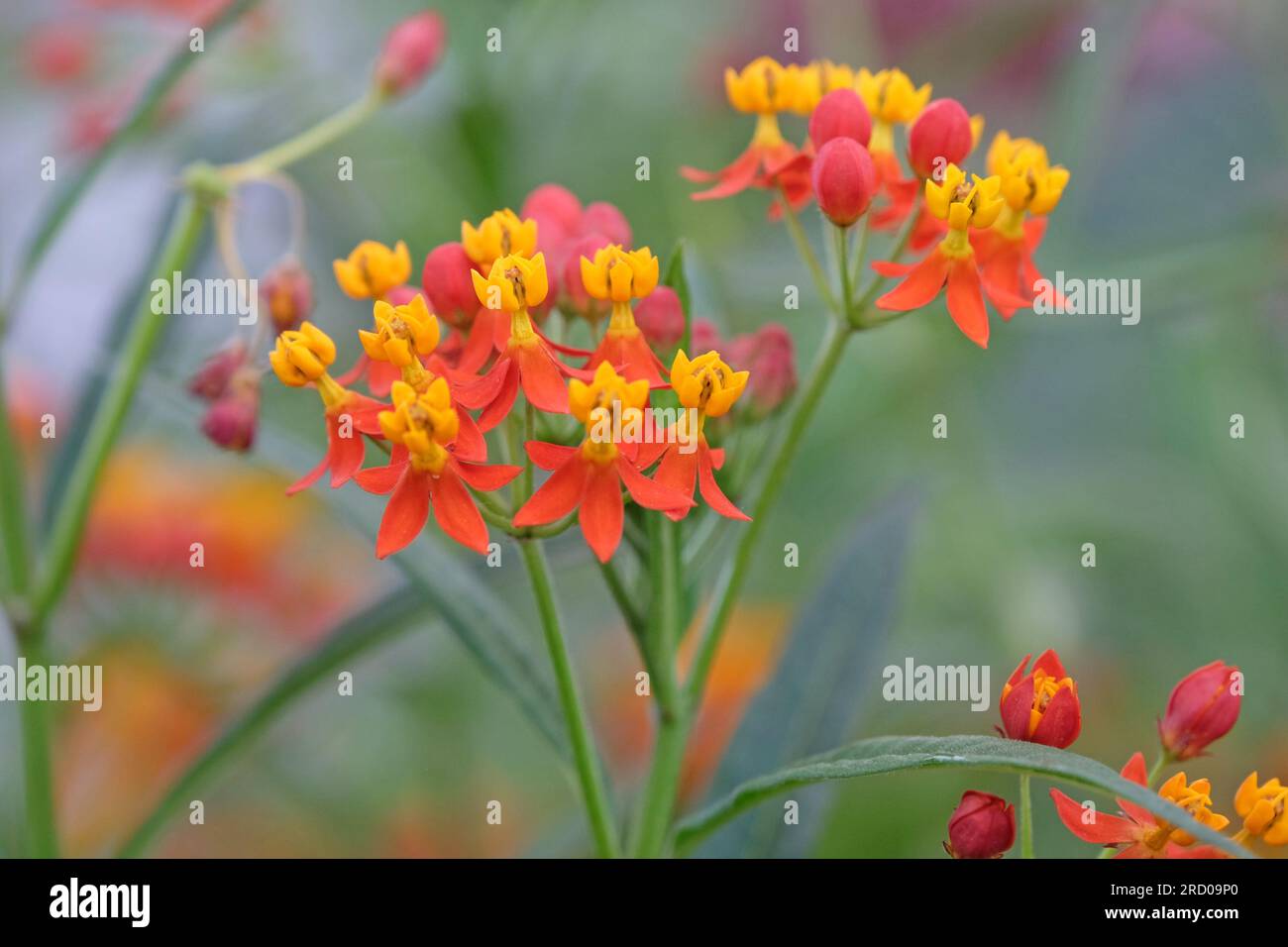 Asclepias Curassavica Blood Flower Seeds – 200 Seeds Free Shipping
