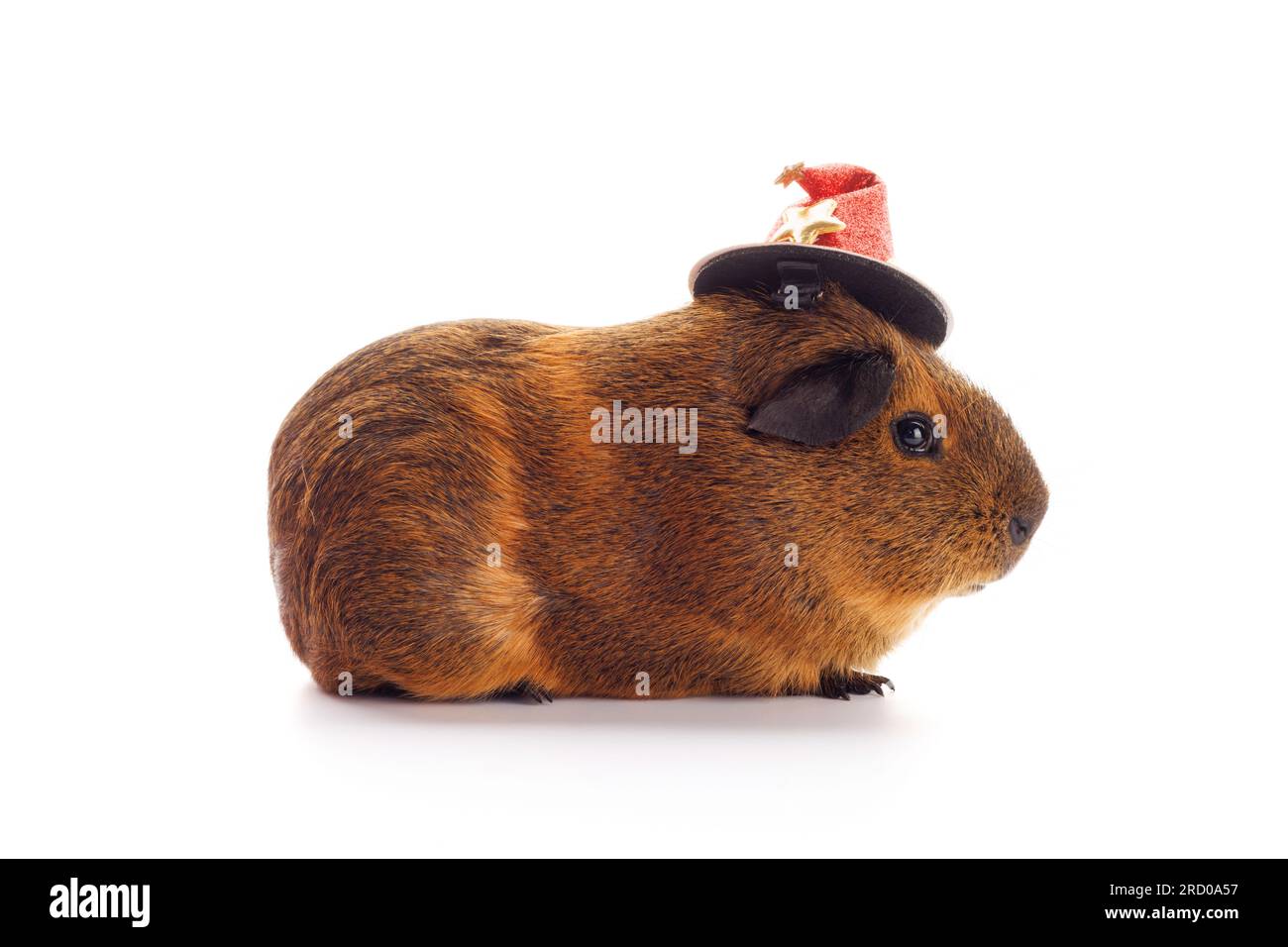 Guinea Pig In A Witch S Hat Isolated On White Background Stock Photo Guinea Pig In A Witchs Hat Isolated On White Background 2RD0A57