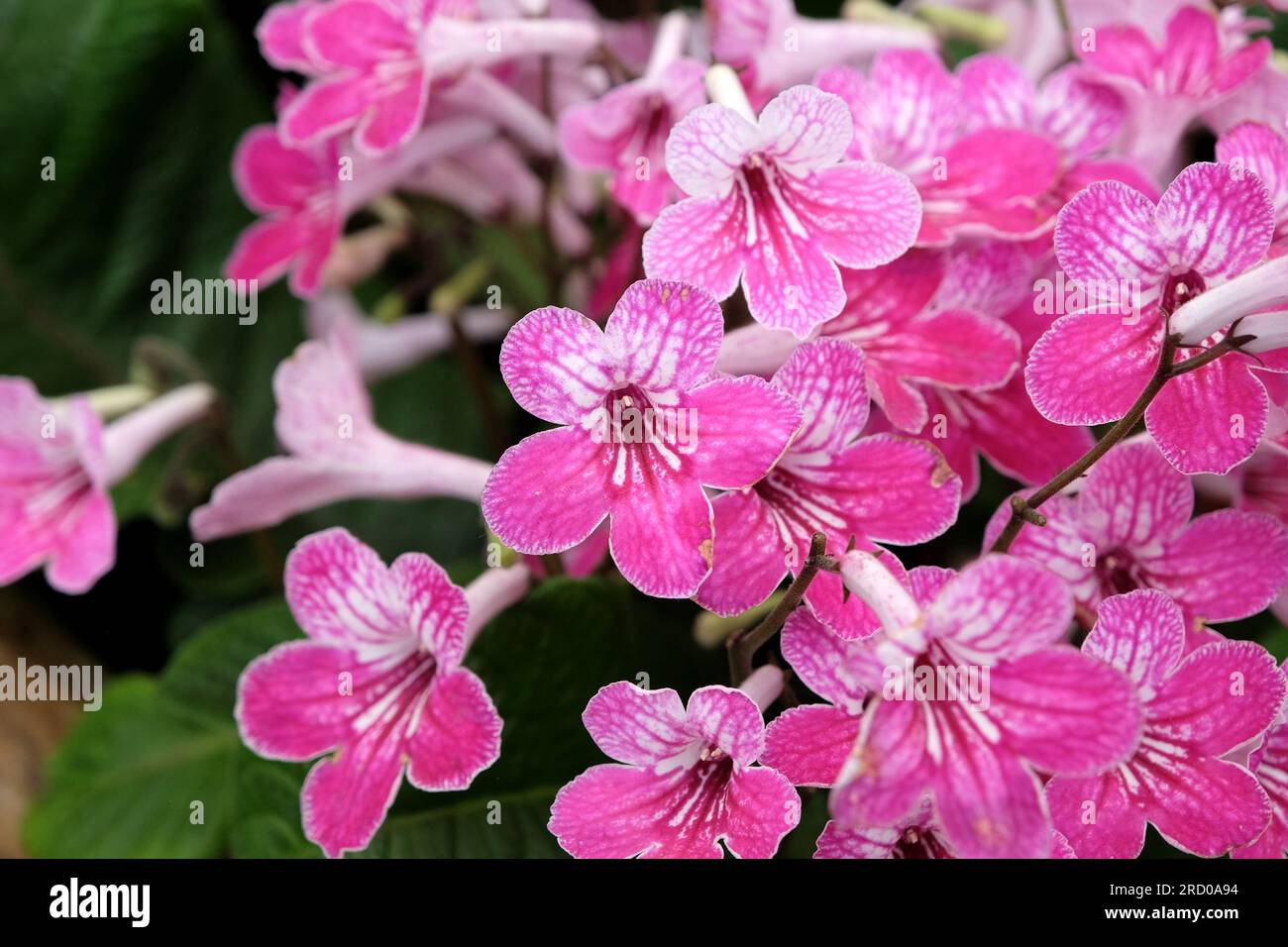Streptocarpus, Cape primrose, 'Celebration' in flower. Stock Photo