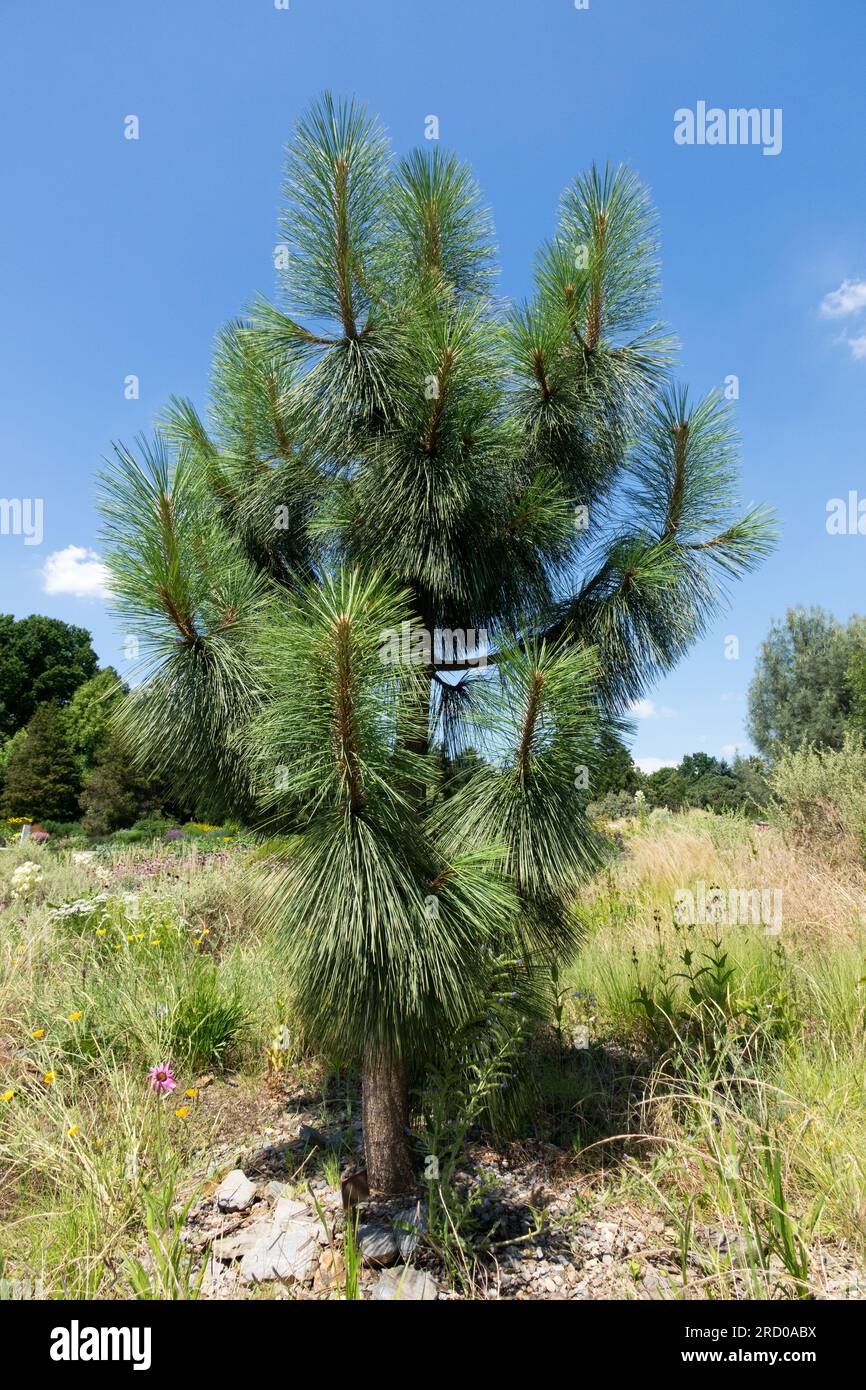 Arizona Pine, Pinus arizonica, Pine, Tree young specimen Stock Photo