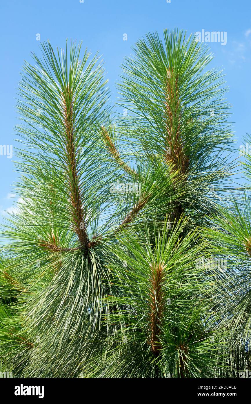 Arizona Pine, Needles, Pinus arizonica Stock Photo