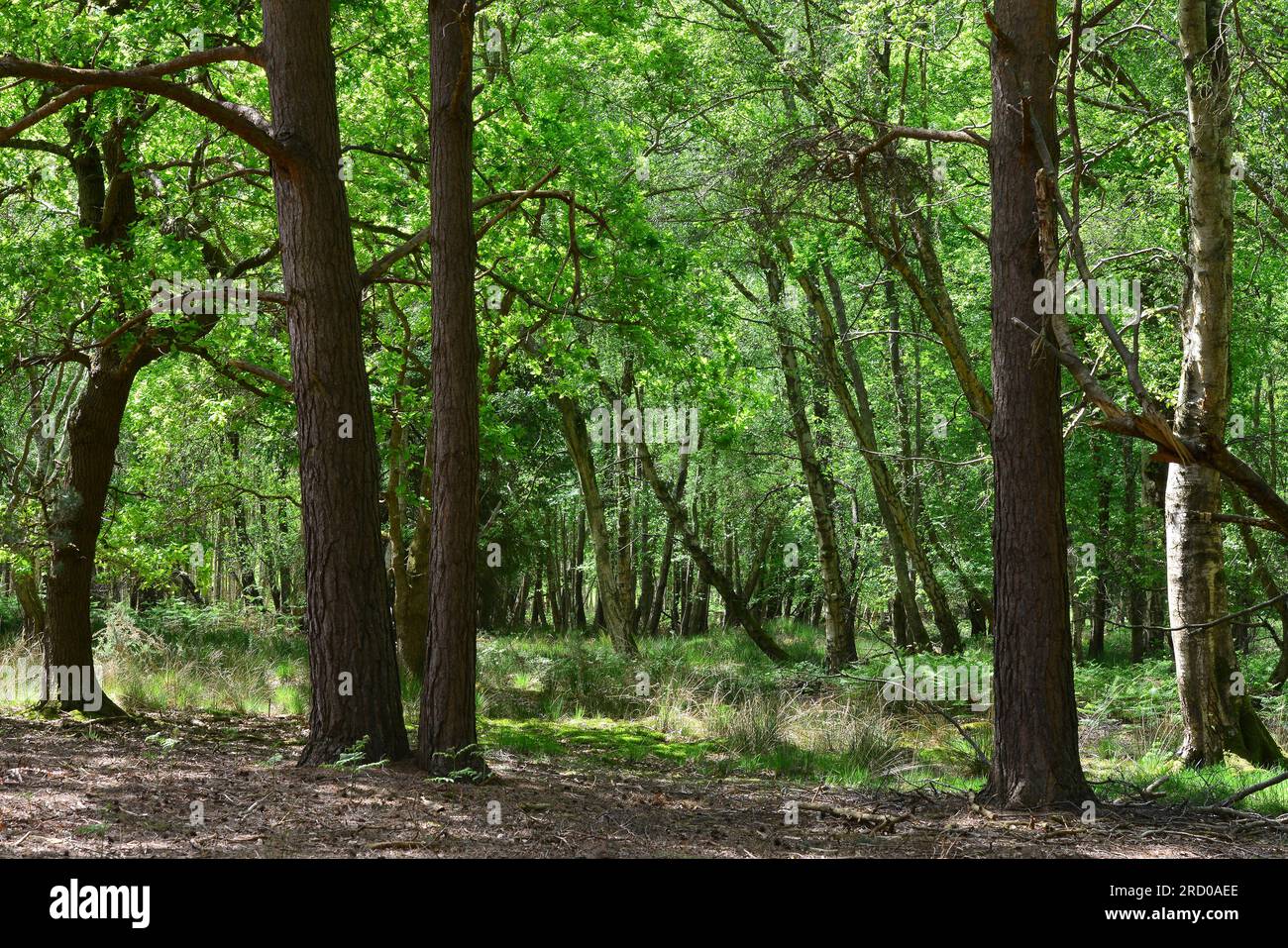 Arne rspb hi-res stock photography and images - Alamy
