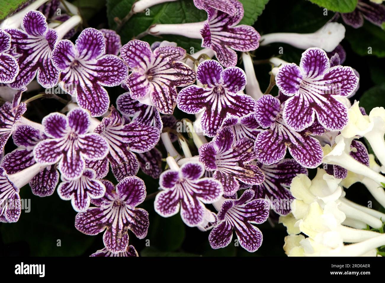 Streptocarpus, Cape primrose, 'Polka Dot Purple' in flower. Stock Photo