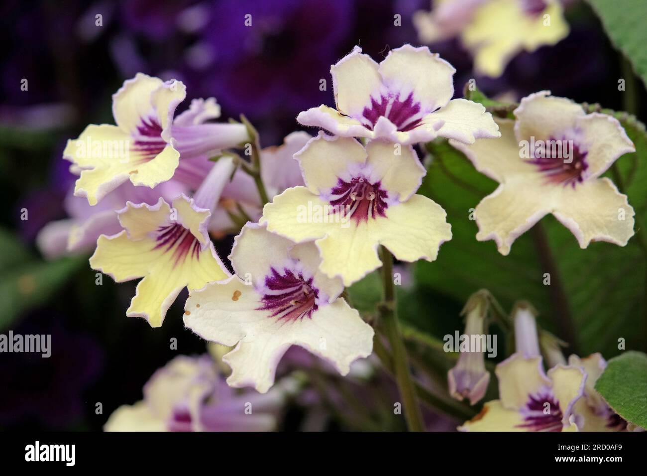 Streptocarpus, Cape primrose, 'Lemon Sorbet' in flower. Stock Photo