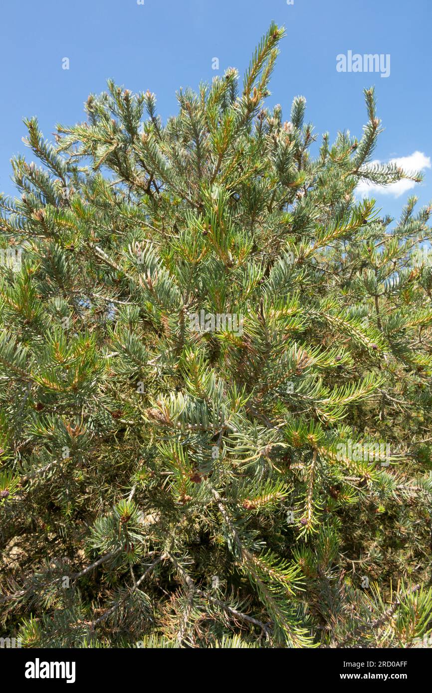 Pinyon Pine, Pinus edulis, Tree Stock Photo
