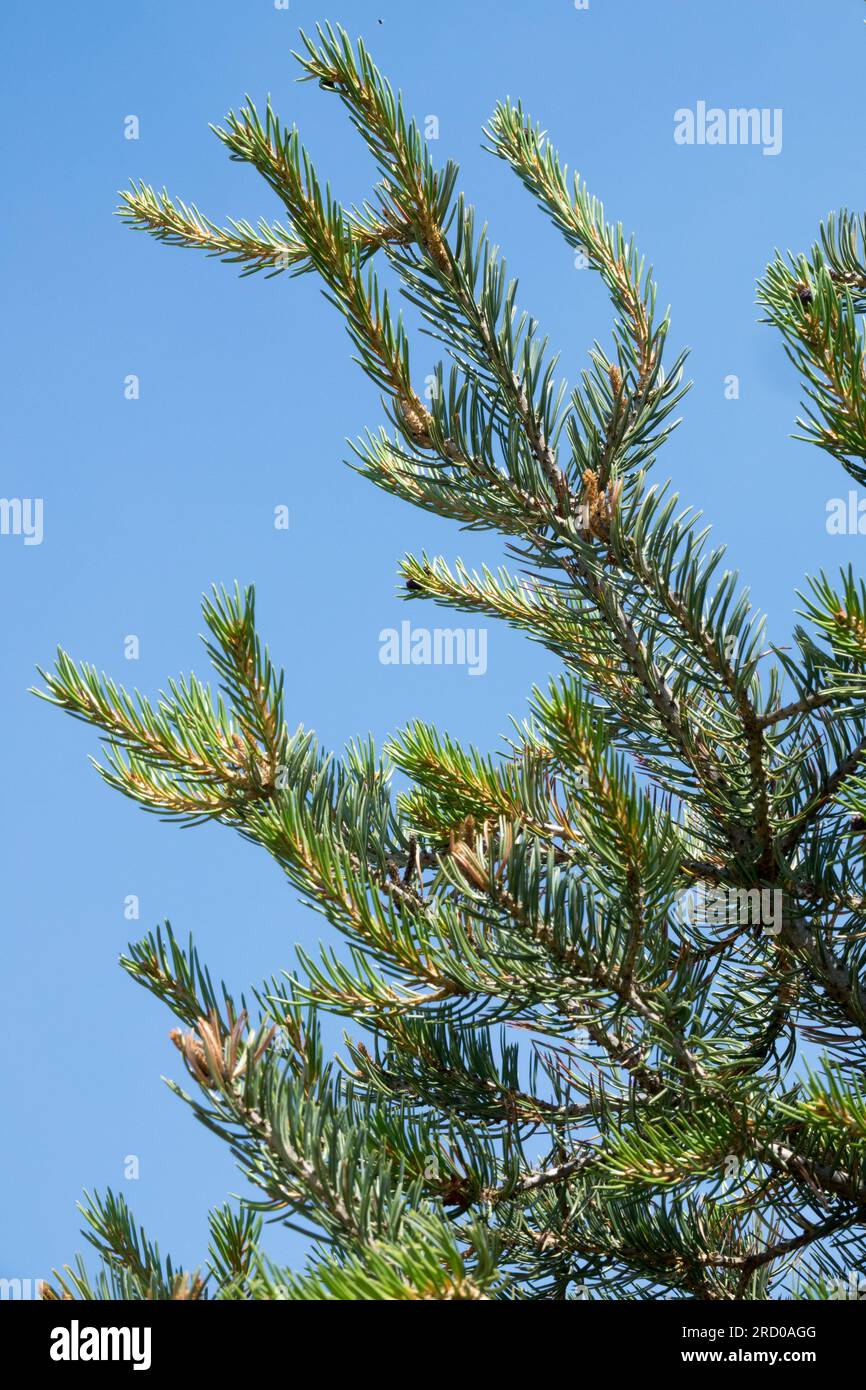 Pinyon Pine, Pinus edulis, Tree, Branches, Needles Stock Photo